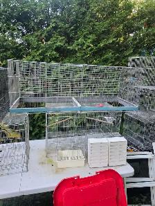 chutes des prix oiseaux et cages - Photo 5