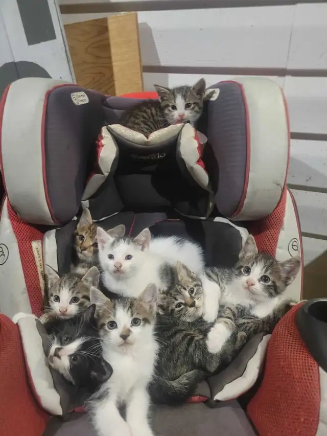 Adorable Kitten's for sale