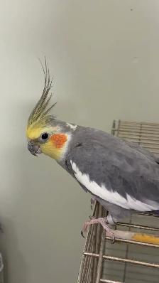 Bird sitter / Bird boarding / Pet boarding/ Pet sitter