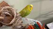 Bird sitter / Bird boarding / Pet boarding/ Pet sitter - Photo 2