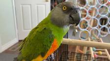 Bird sitter / Bird boarding / Pet boarding/ Pet sitter - Photo 3