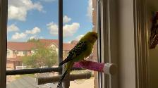 Bird sitter / Bird boarding / Pet boarding/ Pet sitter - Photo 5