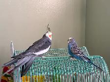 Bird sitter / Bird boarding / Pet boarding/ Pet sitter - Photo 6