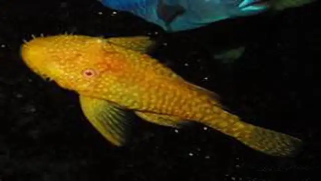Bristle nose baby plecos for sale.
