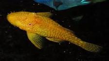 Bristle nose baby plecos for sale.