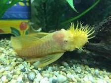 Bristle nose baby plecos for sale. - Photo 2