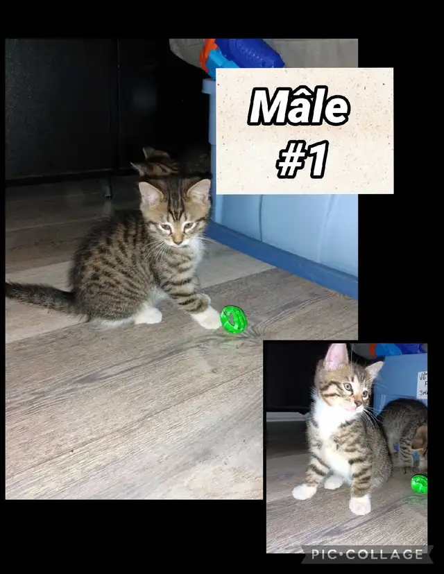 chaton Bengal/Savannah mélanger