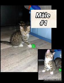 chaton Bengal/Savannah mélanger