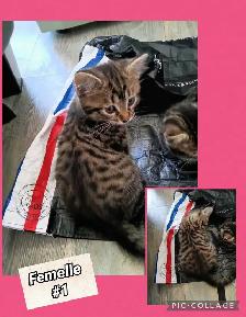 chaton Bengal/Savannah mélanger - Photo 2