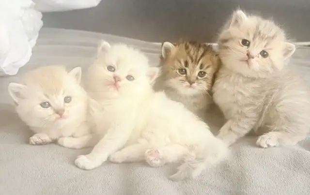 Purebred Scottish Fold Kittens