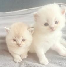 Purebred Scottish Fold Kittens - Photo 3
