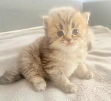 Purebred Scottish Fold Kittens - Photo 10