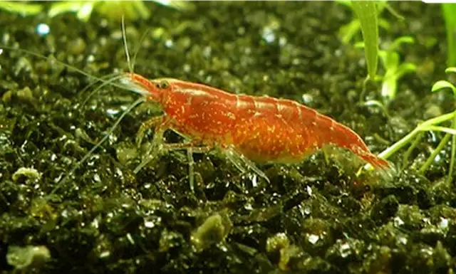 Cherry Shrimp