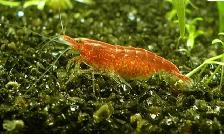 Cherry Shrimp