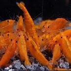 Cherry Shrimp - Photo 2