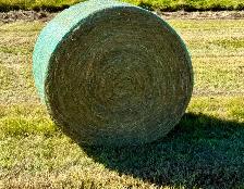 ALBERTA HAY FOR SALE — MAYERTHORPE / EVANSBURG AREA