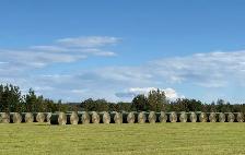 ALBERTA HAY FOR SALE — MAYERTHORPE / EVANSBURG AREA - Photo 3