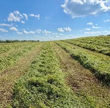 ALBERTA HAY FOR SALE — MAYERTHORPE / EVANSBURG AREA - Photo 4