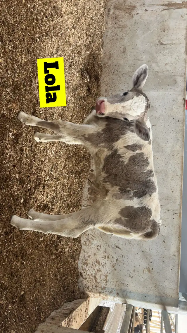 Charolais X Calves