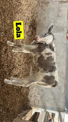 Charolais X Calves