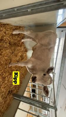 Charolais X Calves - Photo 2