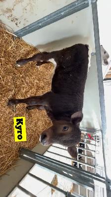 Charolais X Calves - Photo 3