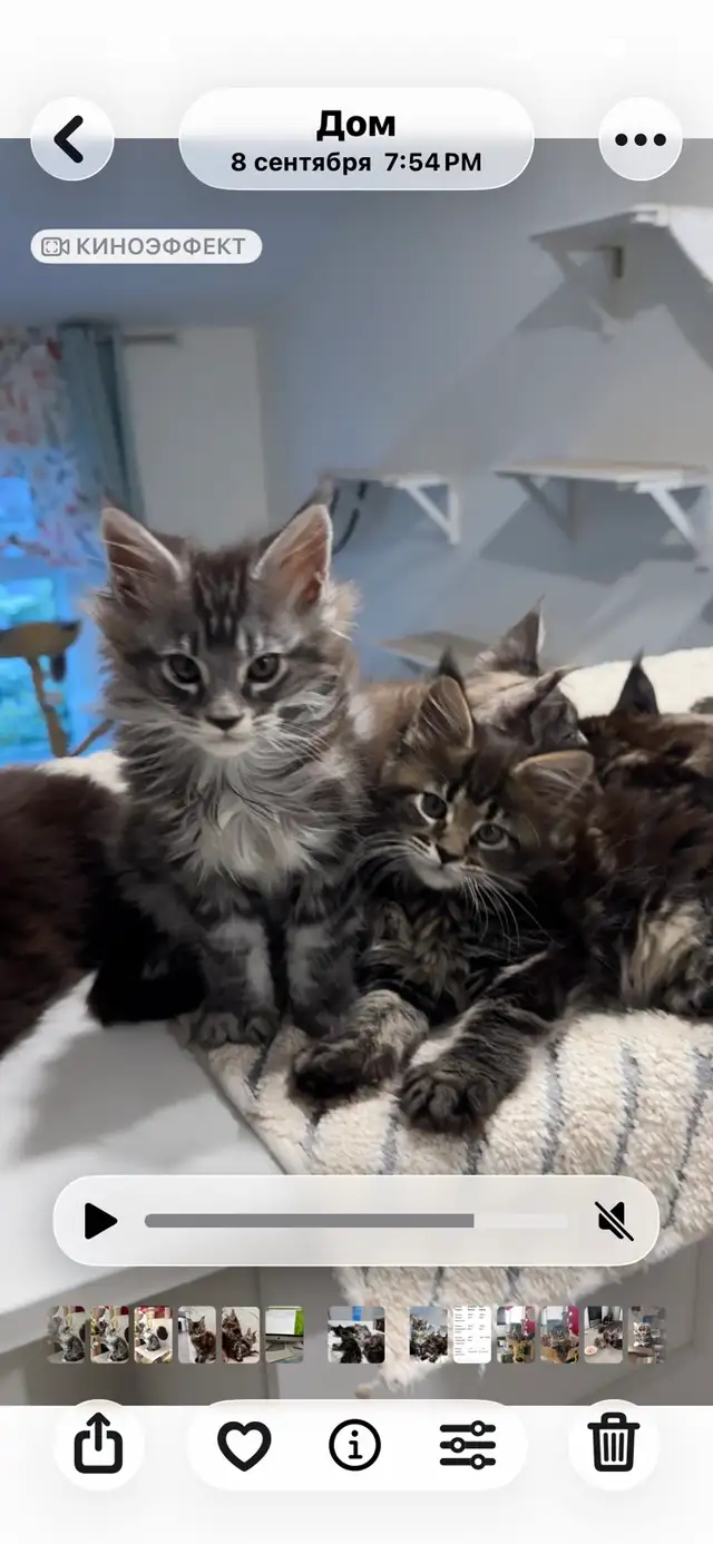Purebred Maine Coon Kittens – Now Open for Reservation!