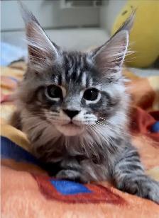 Purebred Maine Coon Kittens – Now Open for Reservation! - Photo 2