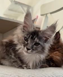 Purebred Maine Coon Kittens – Now Open for Reservation! - Photo 3