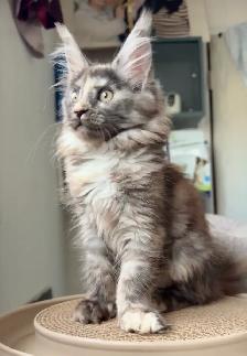 Purebred Maine Coon Kittens – Now Open for Reservation! - Photo 4