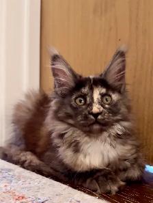 Purebred Maine Coon Kittens – Now Open for Reservation! - Photo 5