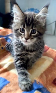 Purebred Maine Coon Kittens – Now Open for Reservation! - Photo 9