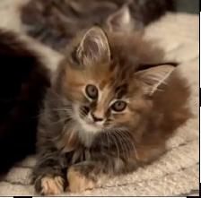 Purebred Maine Coon Kittens – Now Open for Reservation! - Photo 10