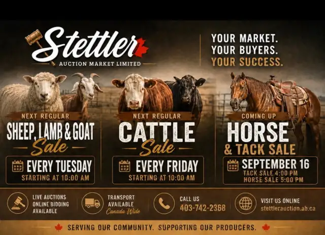 Weekly Livestock Auctions – Cattle, Sheep, Lambs & Goats