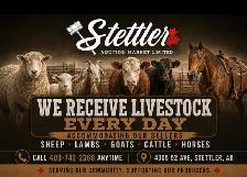 Weekly Livestock Auctions – Cattle, Sheep, Lambs & Goats - Photo 2