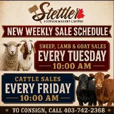 Weekly Livestock Auctions – Cattle, Sheep, Lambs & Goats - Photo 4