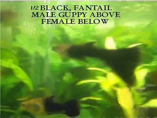 Mostly black Guppies for sale
