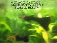 Mostly black Guppies for sale
