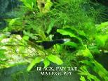 Mostly black Guppies for sale - Photo 3