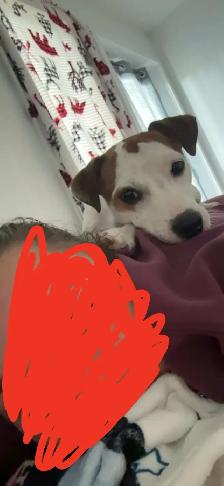 jack russell 1 ans de Salaberry-de-Valleyfield - Photo 2