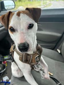 jack russell 1 ans de Salaberry-de-Valleyfield - Photo 3