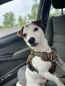 jack russell 1 ans de Salaberry-de-Valleyfield - Photo 4