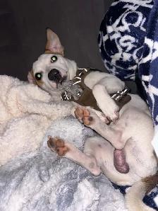 jack russell 1 ans de Salaberry-de-Valleyfield - Photo 5