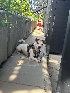 jack russell 1 ans de Salaberry-de-Valleyfield - Photo 6