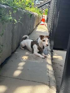 jack russell 1 ans de Salaberry-de-Valleyfield - Photo 7