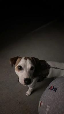 jack russell 1 ans de Salaberry-de-Valleyfield - Photo 8