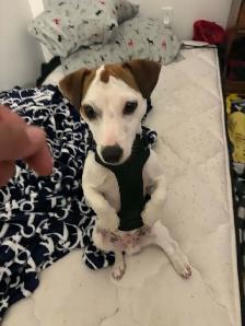 jack russell 1 ans de Salaberry-de-Valleyfield - Photo 9