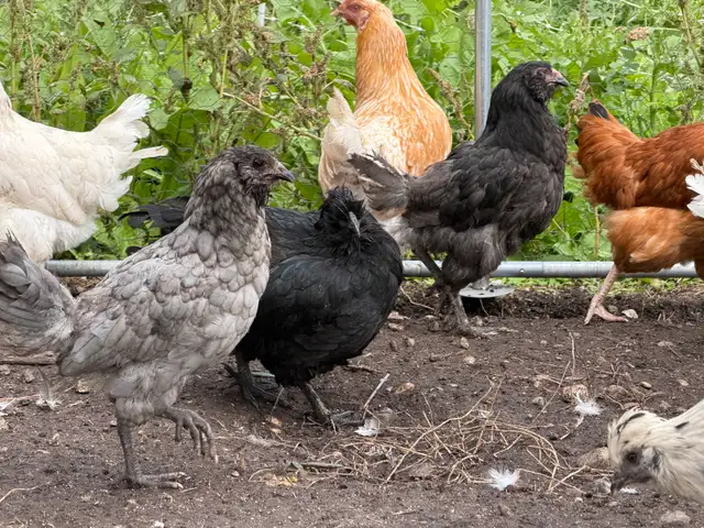 Guaranteed Easter Egger Pullets