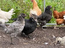 Guaranteed Easter Egger Pullets
