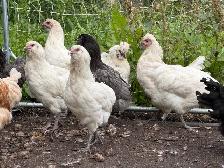 Guaranteed Easter Egger Pullets - Photo 2